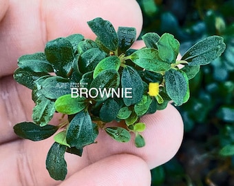 Bucephalandra Phantom Mini | APF Aquarium Plants Factory®