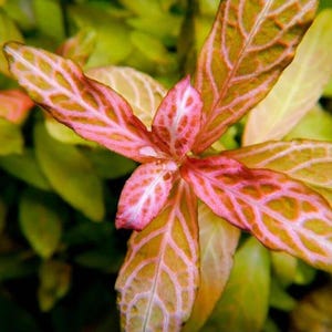 May include: A close-up of a vibrant red and green plant with intricate leaf patterns. The leaves have a delicate, almost translucent quality, showcasing a network of veins.