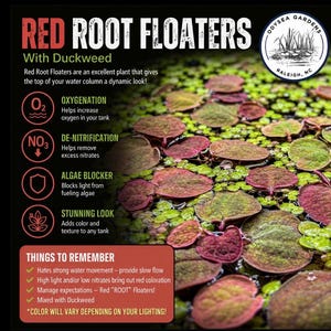 May include: Red Root Floaters with duckweed featuring round, reddish-green leaves floating on water. Text includes 'RED ROOT FLOATERS With Duckweed', Odysea Gardens logo, and bullet points detailing oxygenation, de-nitrification, and algae blocking.