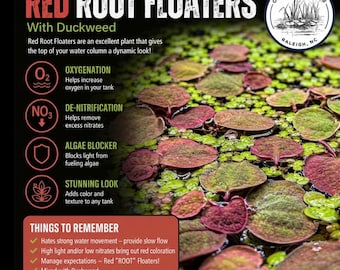 May include: Red Root Floaters with duckweed featuring round, reddish-green leaves floating on water. Text includes 'RED ROOT FLOATERS With Duckweed', Odysea Gardens logo, and bullet points detailing oxygenation, de-nitrification, and algae blocking.