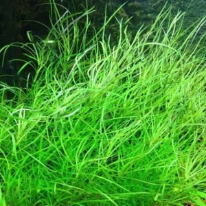 May include: A vibrant close-up of aquatic plants, showcasing a dense cluster of bright green, slender leaves. The plant's delicate structure and vivid color create a visually appealing display, suitable for aquarium decoration or aquatic landscaping.