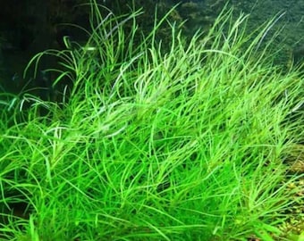 Pogostemon Stellatus Octopus submerged live freshwater aquarium plant