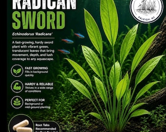 Radican Sword submerged live freshwater aquarium plant