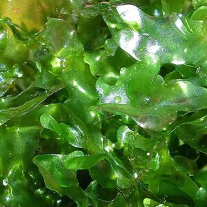 Pellia Moss submerged live aquarium plant image 3