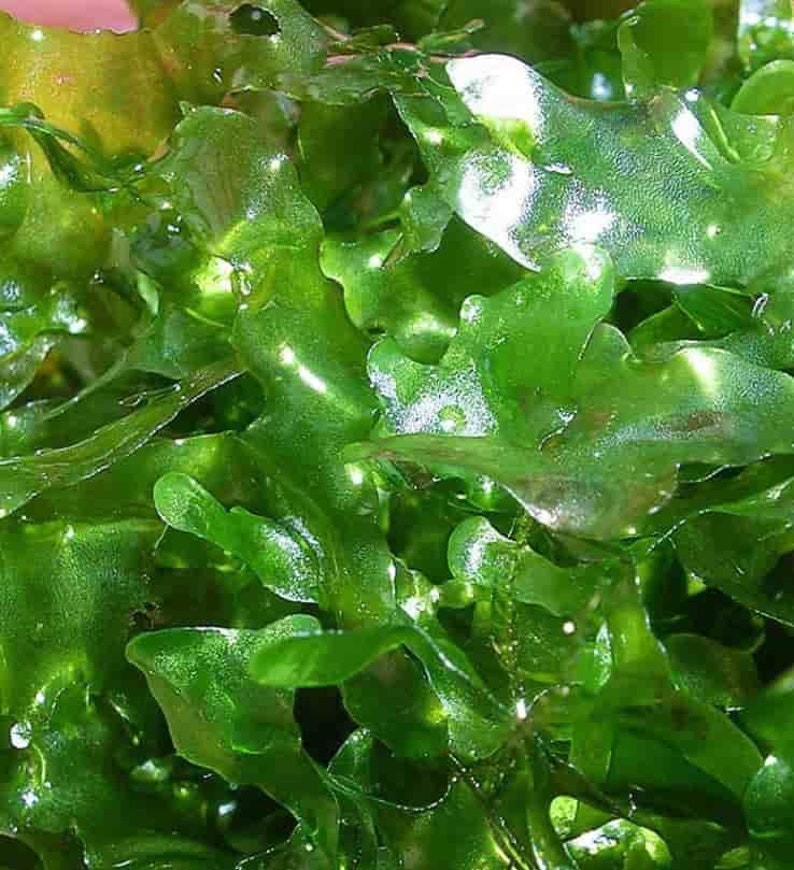 Pellia Moss submerged live aquarium plant image 3