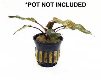 Cryptocoryne Wendtii Red/Green submerged live freshwater aquarium plant