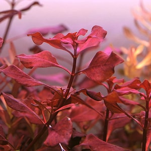 BUY 2 GET 1 FREE! Ludwigia “Super Red” submerged live freshwater aquarium plant