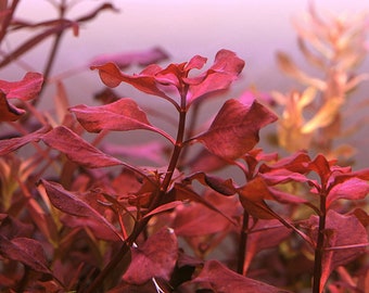 3 STEMS Ludwigia “Super Red” submerged live freshwater aquarium plant