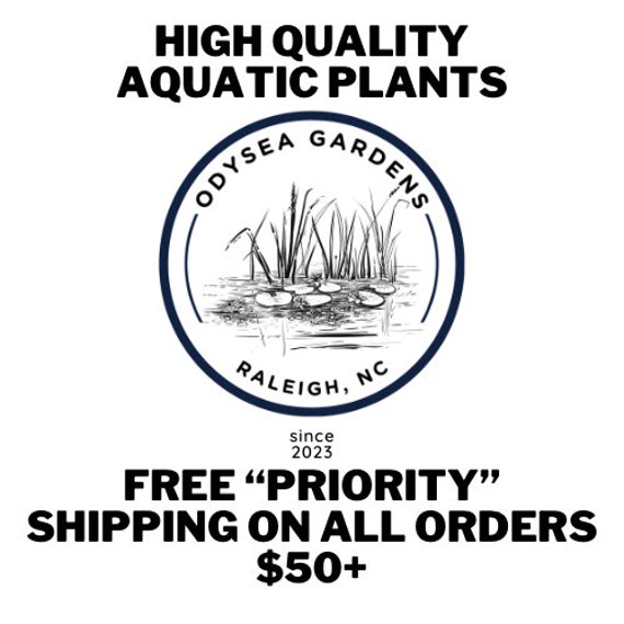 Odysea Garden Mopani Driftwood live freshwater aquarium plants