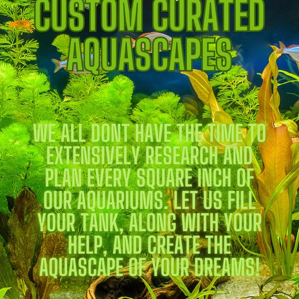 Custom Aquascape Plant Pack! Submerged Live freshwater aquarium plants