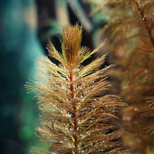 Myrio Roraima Rare submerged live freshwater aquarium plant