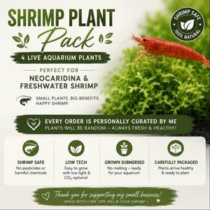 Shrimp Plant Pack 4 Live freshwater submerged aquarium plants fish tank