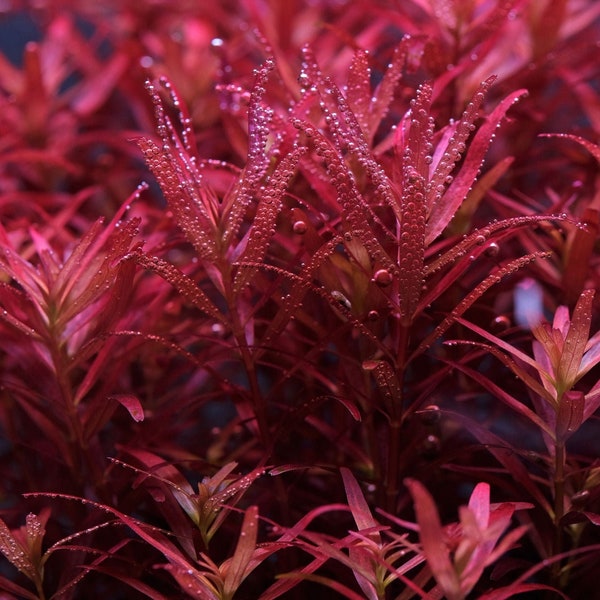 5 STEMS Rotala Blood Red Rare submerged live freshwater aquarium plant