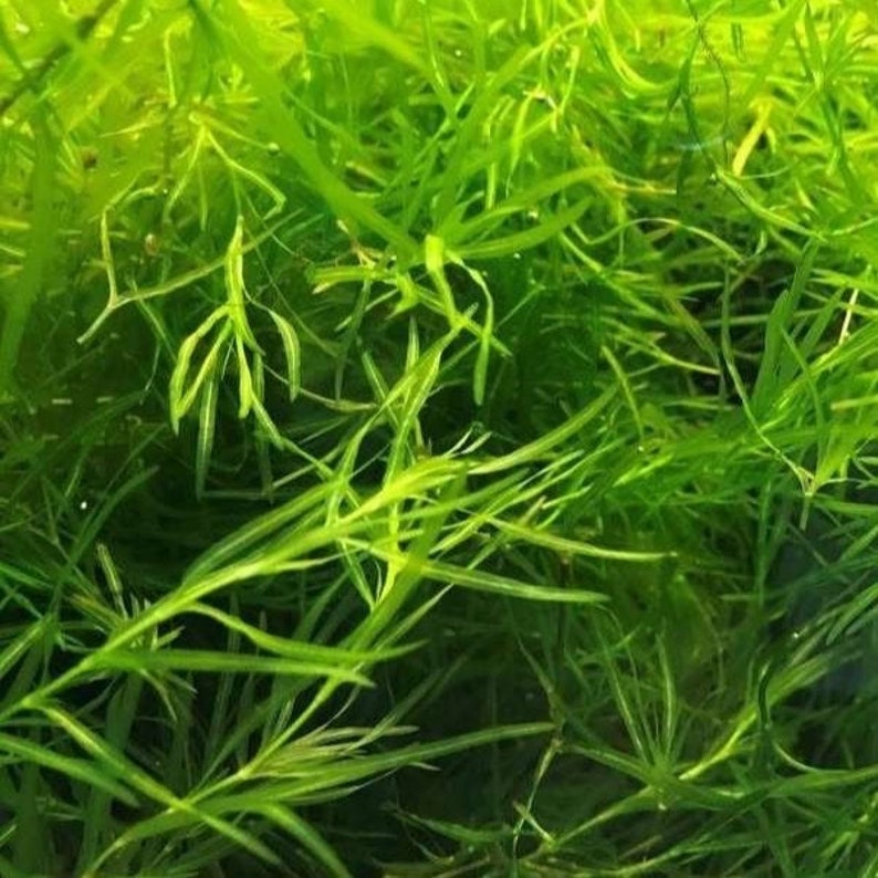 Guppy Grass submerged live freshwater aquarium plant image 3