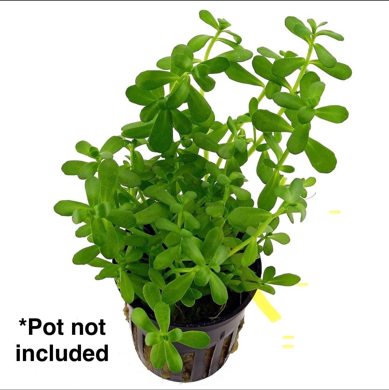 BUY 3 GET 2 FREE! Bacopa Monnieri Moneywort submerged live freshwater aquarium plant