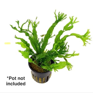 Windelov Java Fern submerged live freshwater aquarium plant