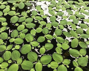 5 Plants Dwarf Water Lettuce floating live freshwater aquarium plant