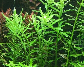 Rotala Rotundifolia Green live aquarium submerged freshwater plant