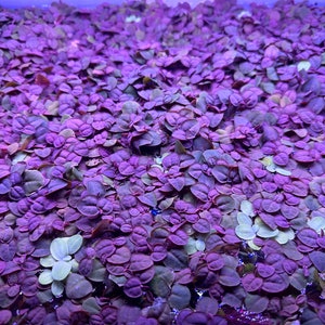 20+ Red Root Floaters live freshwater aquarium plant