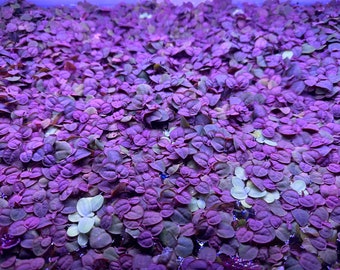 20+ Red Root Floaters live freshwater aquarium plant