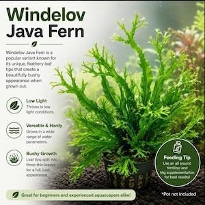 May include: A Windelov Java Fern aquatic plant with bright green, feathery, multi-tipped leaves in a black plastic net pot. Text includes: Windelov Java Fern, Low Light, Versatile & Hardy, Bushy Growth, Feeding Tip, and Great for beginners.