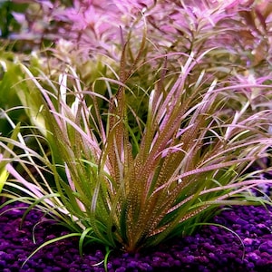 May include: A close-up of a vibrant green and red aquatic plant with thin, delicate leaves. The plant is growing in a bed of dark purple gravel.