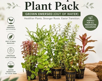 NEW! Emersed Plant Pack! 4 different Live freshwater aquarium plants