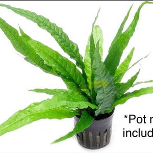 May include: A vibrant green plant with long, textured leaves, displayed in a black pot. The plant's leaves are a bright, healthy green, with a slightly ruffled texture. The pot is black and has a grid-like design. The text "*Pot not included" is visible.