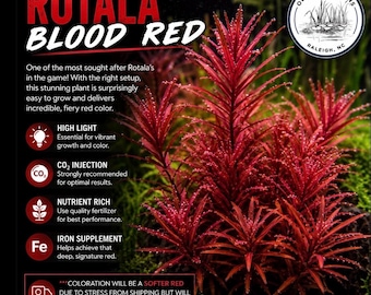 Rotala Blood Red Rare submerged live freshwater aquarium plant