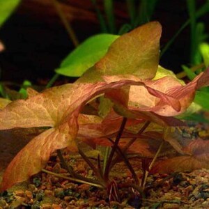 Dwarf Aquarium Lily submerged live freshwater aquarium plant