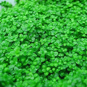 Dwarf Baby Tears aquarium plant