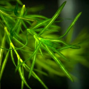 Guppy Grass submerged live freshwater aquarium plant image 2