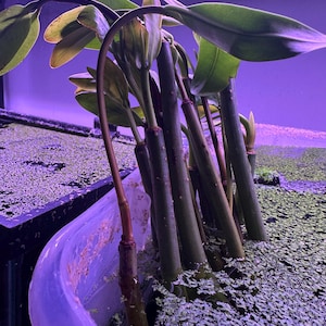 BUY 2 GET 1 FREE! Red Mangrove live freshwater aquarium plant nutrient export