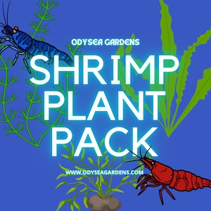 Shrimp Plant Pack! 4 different Live freshwater submerged aquarium plants AMAZING DEAL!