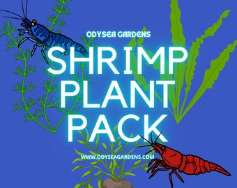 Shrimp Plant Pack! 4 different Live freshwater submerged aquarium plants AMAZING DEAL!