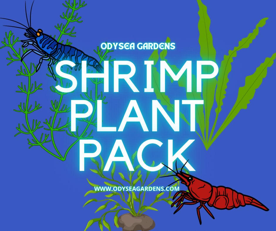 Shrimp Plant Pack! 4 different Live freshwater submerged aquarium plants AMAZING DEAL!