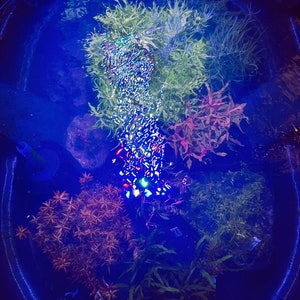 May include: An oval-shaped aquarium tank filled with water and various aquatic plants in shades of green, red, and orange. A bright, multi-colored LED light fixture is submerged in the center, creating a shimmering reflection on the water surface.