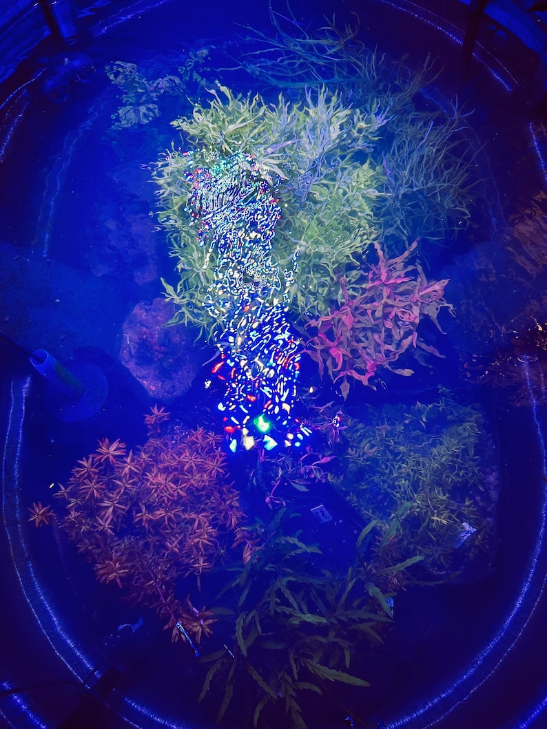 May include: An oval-shaped aquarium tank filled with water and various aquatic plants in shades of green, red, and orange. A bright, multi-colored LED light fixture is submerged in the center, creating a shimmering reflection on the water surface.