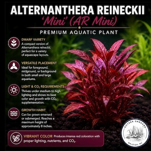 May include: Alternanthera reineckii 'Mini' aquatic plant with deep red, pointed leaves. Text on the image includes: ALTERNANTHERA REINECKII 'Mini' (AR Mini), PREMIUM AQUATIC PLANT, DWARF VARIETY, VERSATILE PLACEMENT, LIGHT & CO2 REQUIREMENTS, GROWTH HABIT, VIBRANT COLOR.