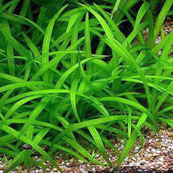 Dwarf Sagittaria submerged live freshwater aquarium plant