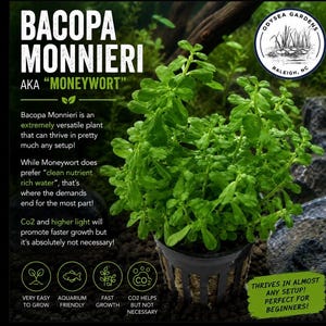Bacopa Monnieri Moneywort submerged live freshwater aquarium plant