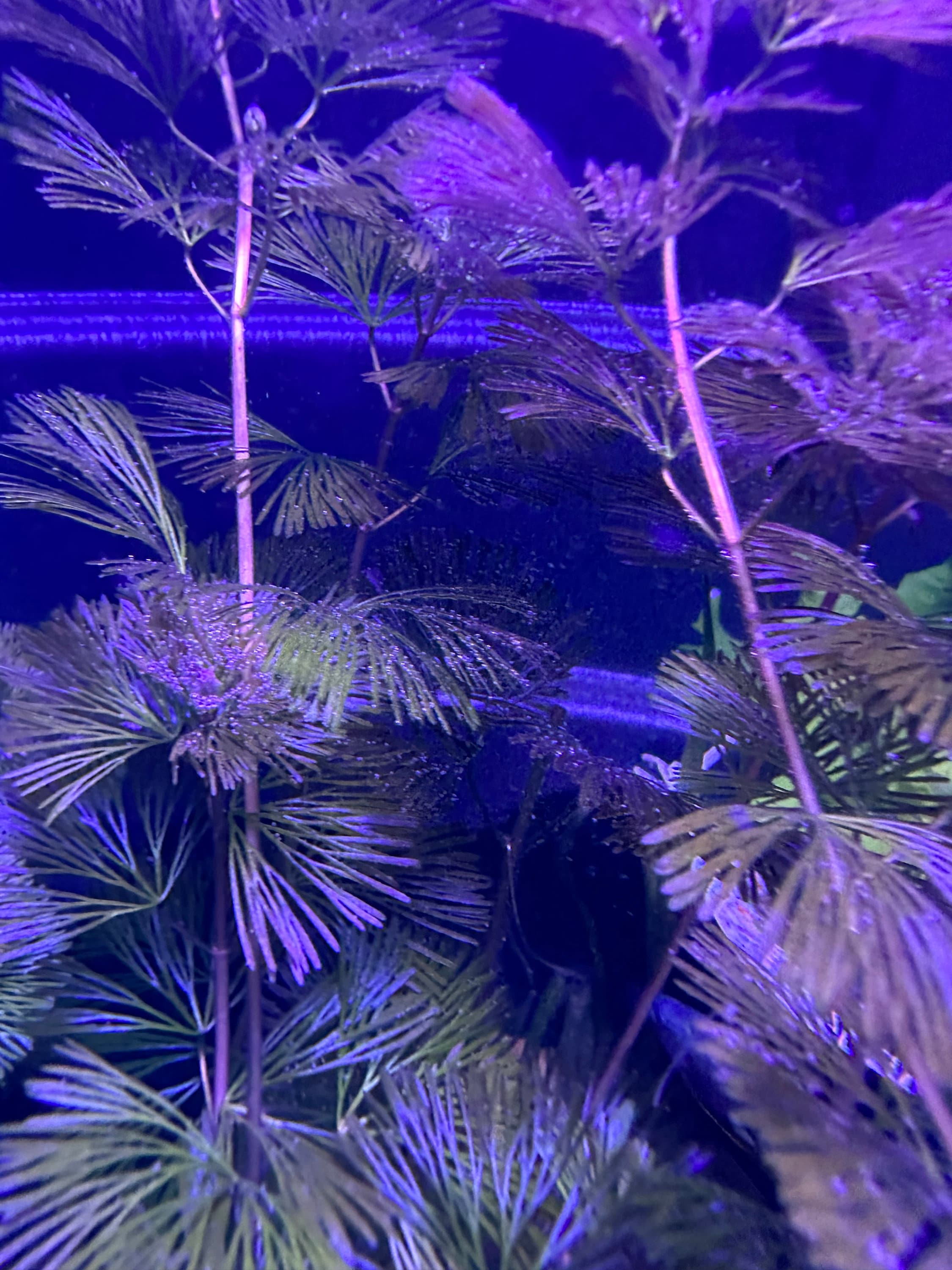 Cabomba Purple submerged live freshwater aquarium plant