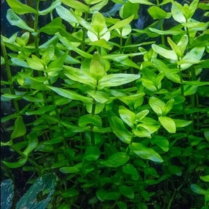 Bacopa Caroliniana submerged live freshwater aquarium plant