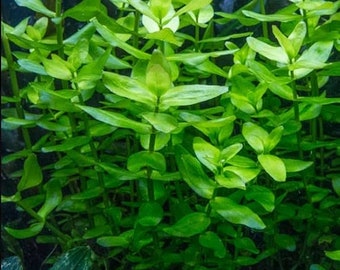 Bacopa Caroliniana submerged live freshwater aquarium plant