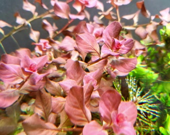 3 STEMS Ludwigia Ovalis Pink Rare submerged live freshwater aquarium plant