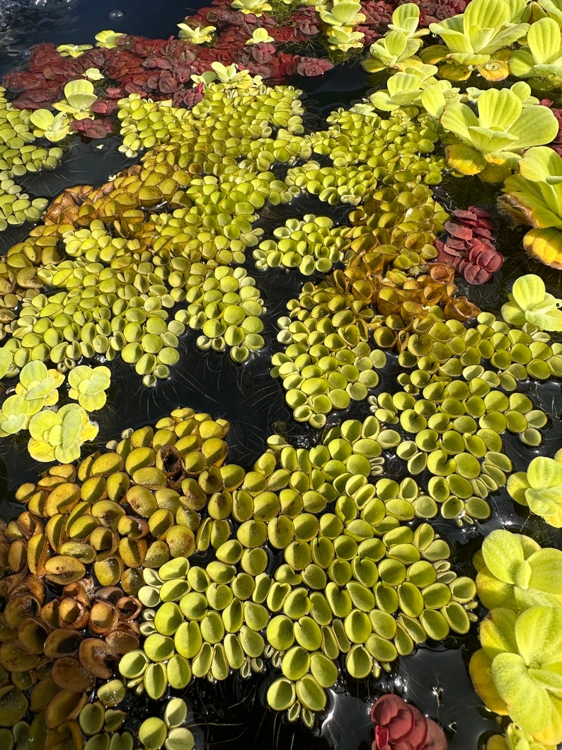 END OF SEASON Salvinia Calcutta Floating Live Freshwater Aquarium Plant