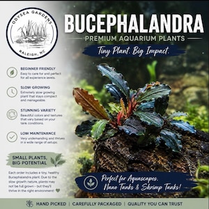 May include: A Bucephalandra aquarium plant with dark, textured leaves resting on a rock. The image includes the text Odysea Gardens, Bucephalandra Premium Aquarium Plants, Tiny Plant. Big Impact., Beginner Friendly, Slow Growing, Stunning Variety, Low Maintenance, Small Plants, Big Potential, and Perfect for Aquascapes, Nano Tanks & Shrimp Tanks.