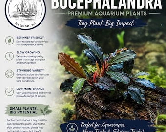Bucephalandra Midnight Blue - Live Aquatic Plants - Only Plants