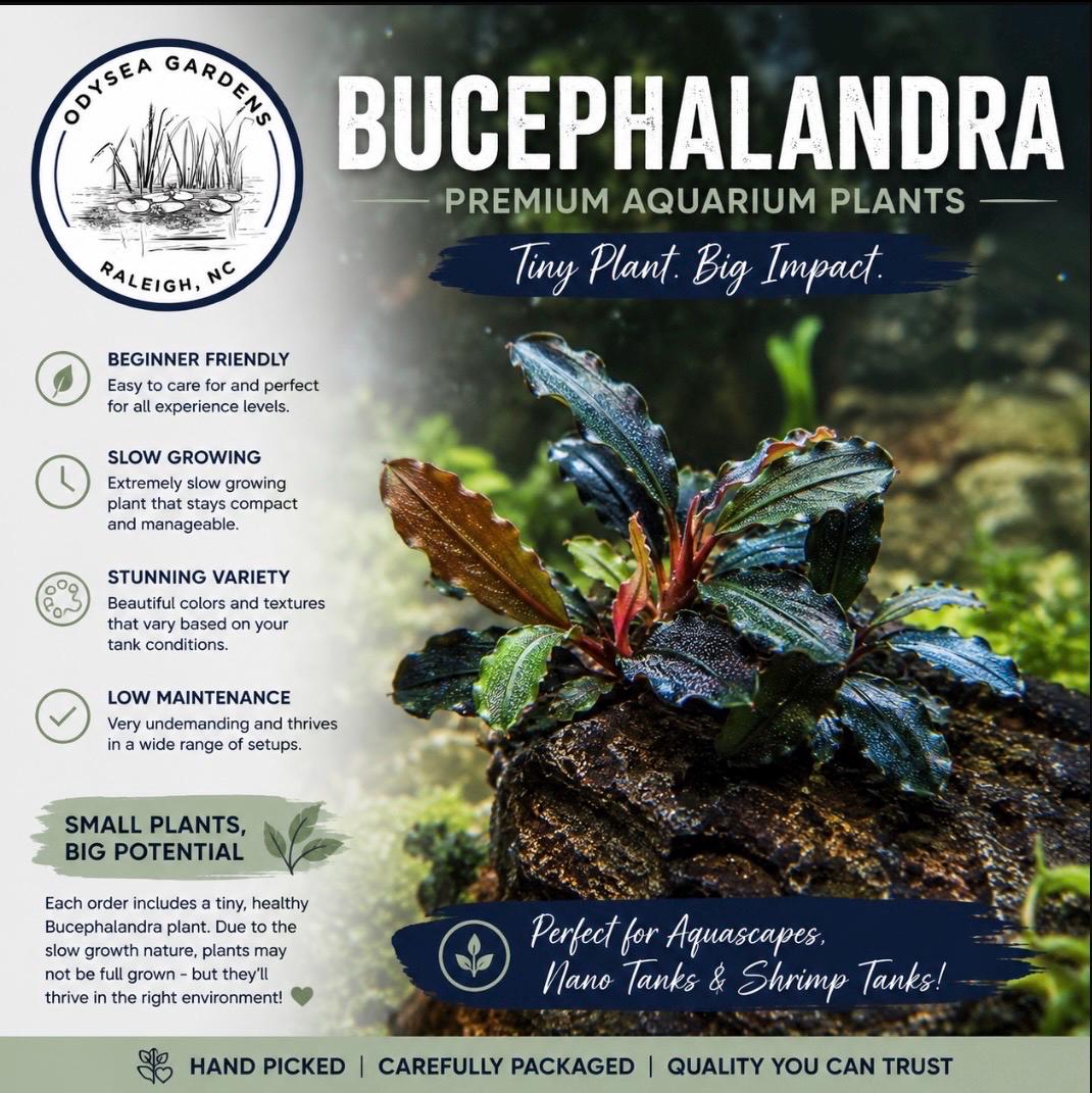 Bucephalandra - Etsy