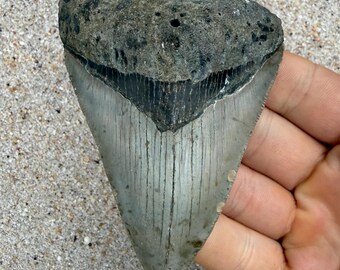 3.90 inch Megalodon Shark Tooth Fossil – Authentic No Repair Meg Teeth